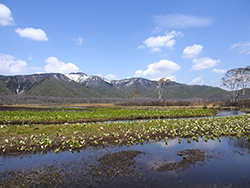 春の尾瀬（片品村）