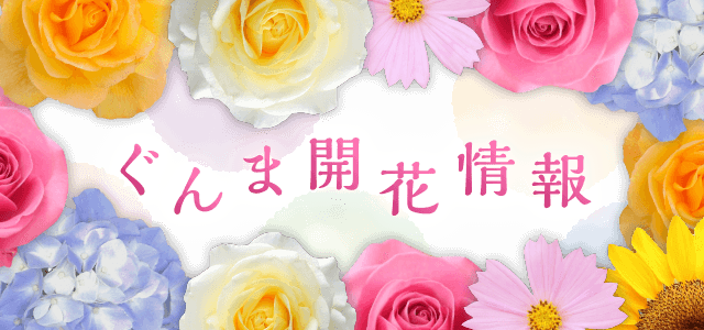 ぐんま開花情報